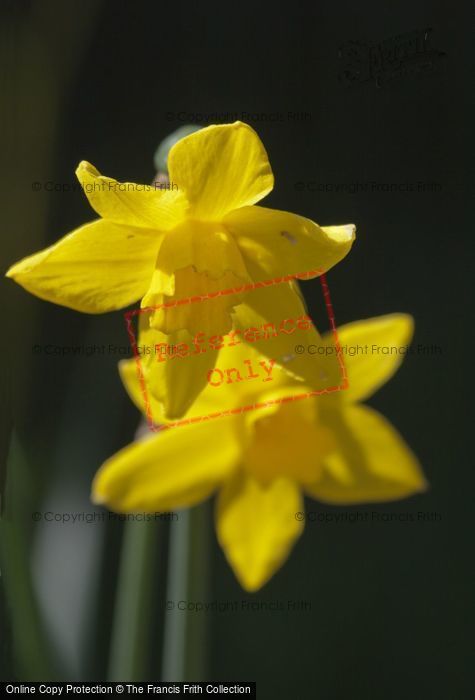 Photo of Daffodils