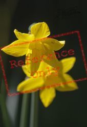 Daffodils, Generic