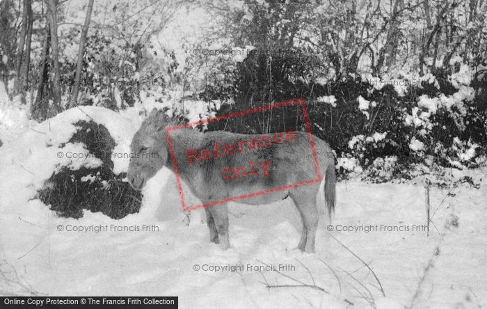 Photo of Donkey In The Snow c.1910