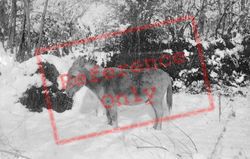Donkey In The Snow c.1910, Generic