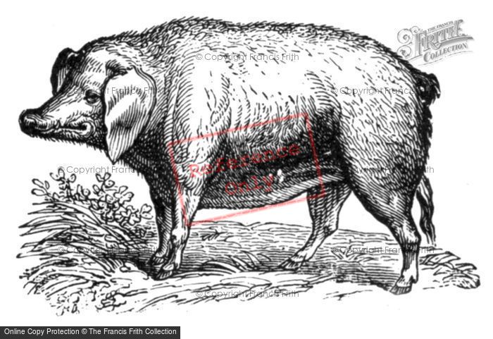 Photo of Drawing Of A Pig