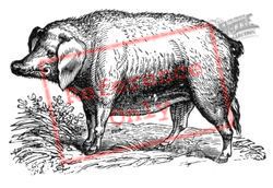 Drawing Of A Pig, Generic