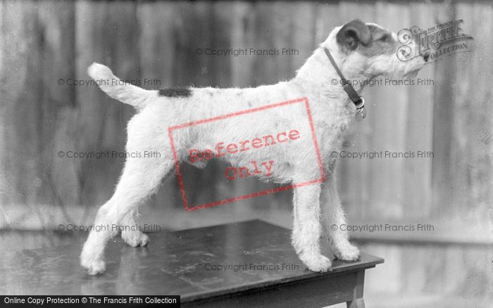 Photo of Fox Terrier c.1920