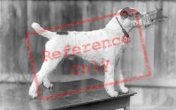 Fox Terrier c.1920, Generic