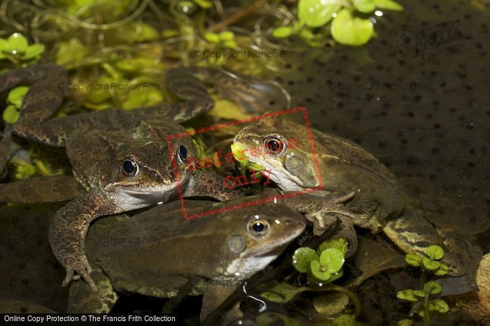Photo of Frogs