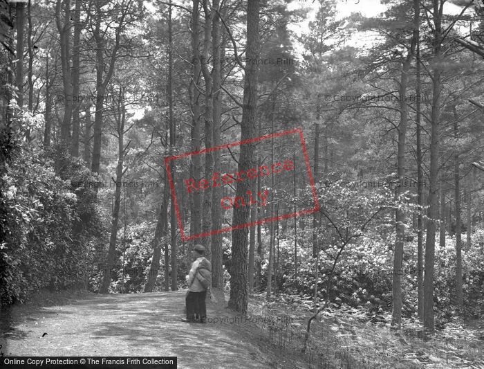 Photo of In The Woods c.1900