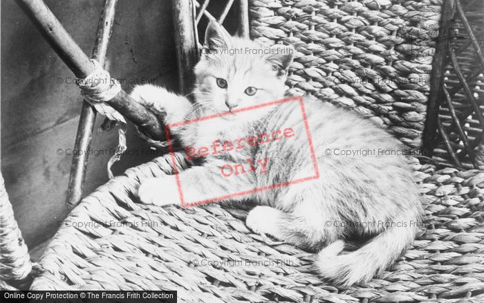 Photo of Kitten c.1930
