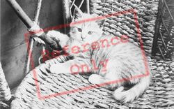 Kitten c.1930, Generic