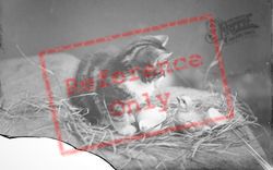 Kitten In The Nest c.1920, Generic
