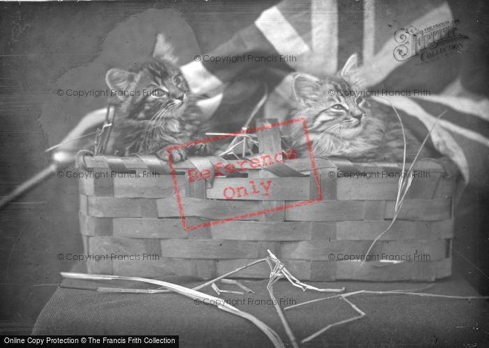 Photo of Kittens In A Basket c.1890