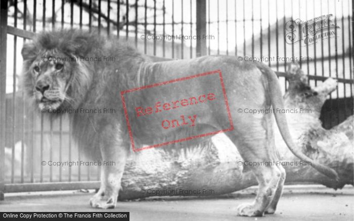Photo of Lion c.1920