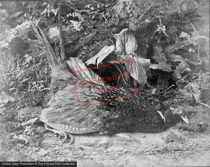 Photo of Pheasant c.1866