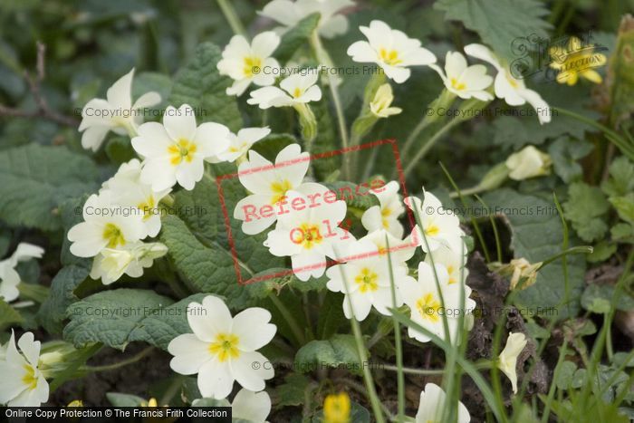 Photo of Primroses