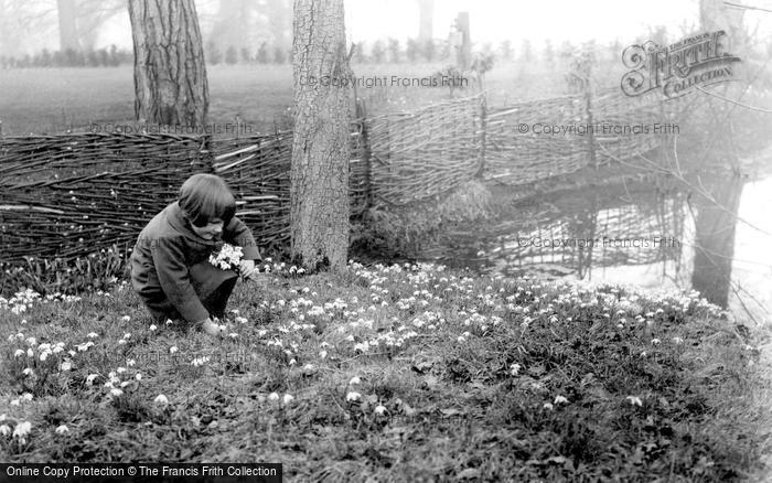 Photo of Spring, Picking Snowdrops c.1930