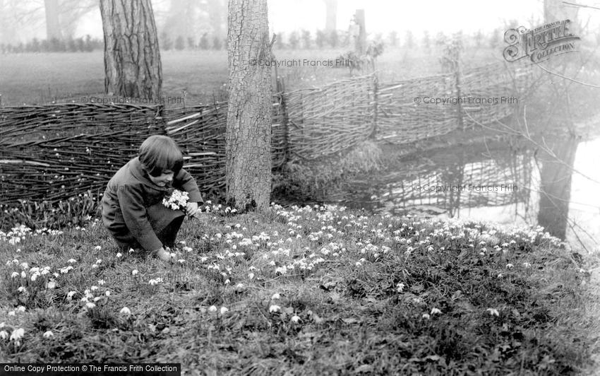 Special Subjects, Spring, picking snowdrops c1930
