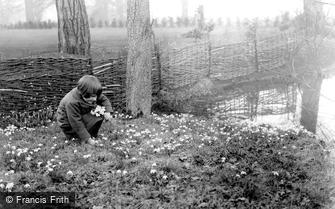 Special Subjects, Spring, picking snowdrops c1930