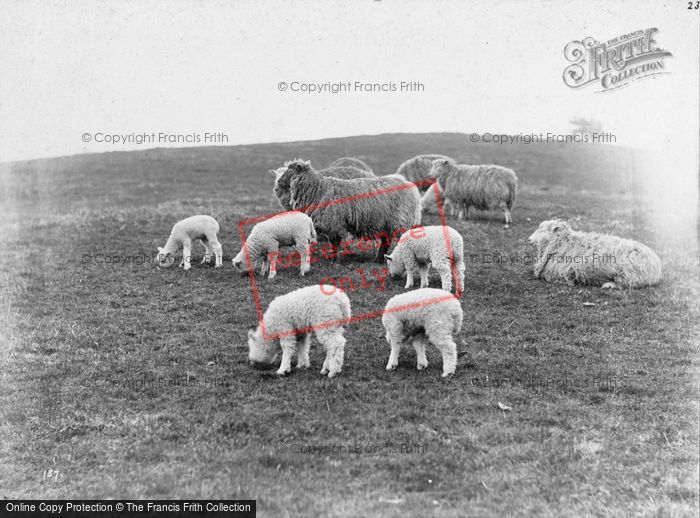 Photo of Study Of Sheep c.1900