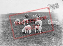 Study Of Sheep c.1900, Generic
