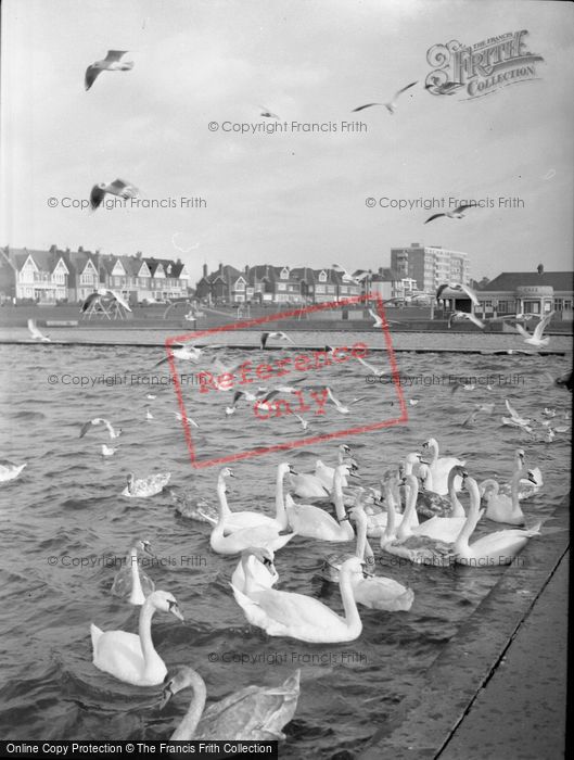 Photo of Swans