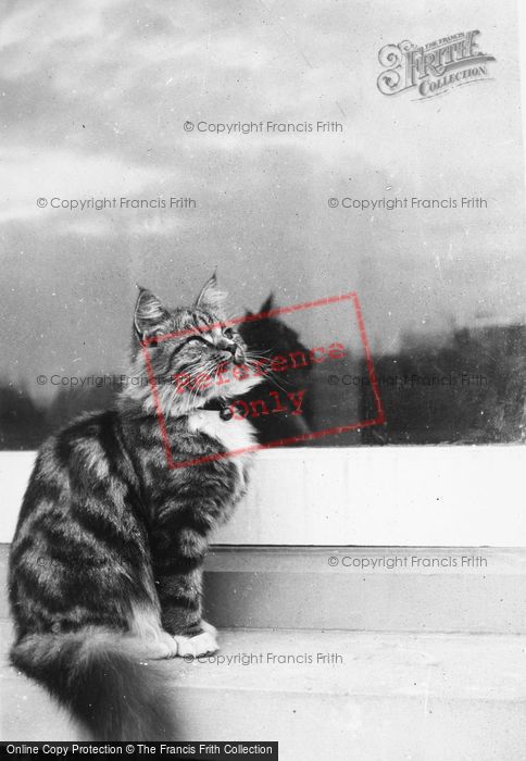 Photo of Tabby Cat c.1950