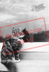Tabby Cat c.1950, Generic