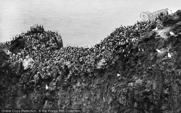 Photo of St Abbs, Head, Sea Birds Nesting c.1935
