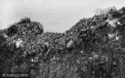 Head, Sea Birds Nesting c.1935, St Abbs
