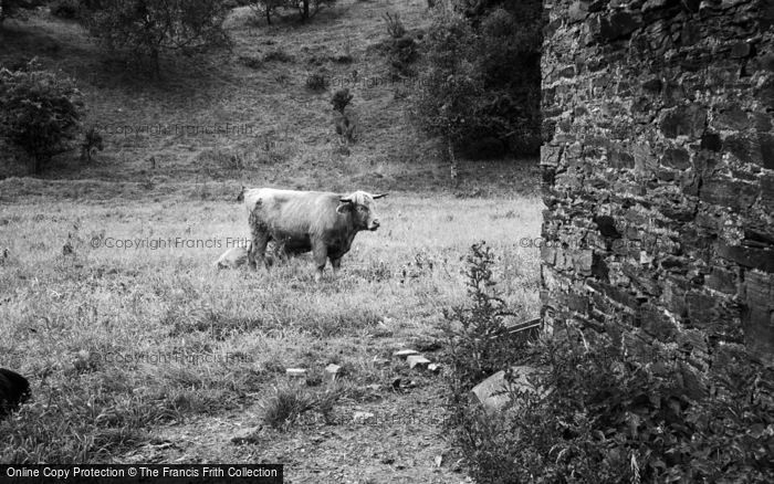 Photo of St Andrews, Highland Cattle 1961