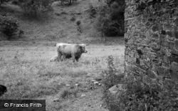 Highland Cattle 1961, St Andrews