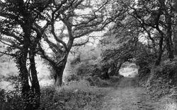 Penrice Woods 1912, St Austell