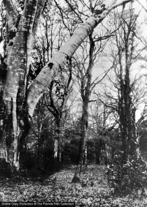 Photo of St Blazey, Prideaux Woods c.1955