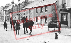 Working Horses On Fair Street 1906, St Columb Major