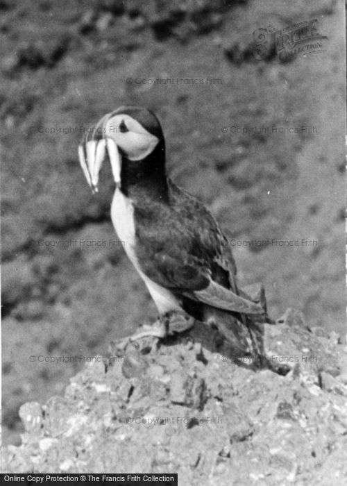 Photo of St Davids, Puffin With Fish c.1950