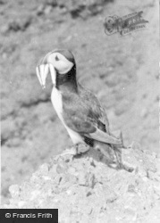 Puffin With Fish c.1950, St Davids