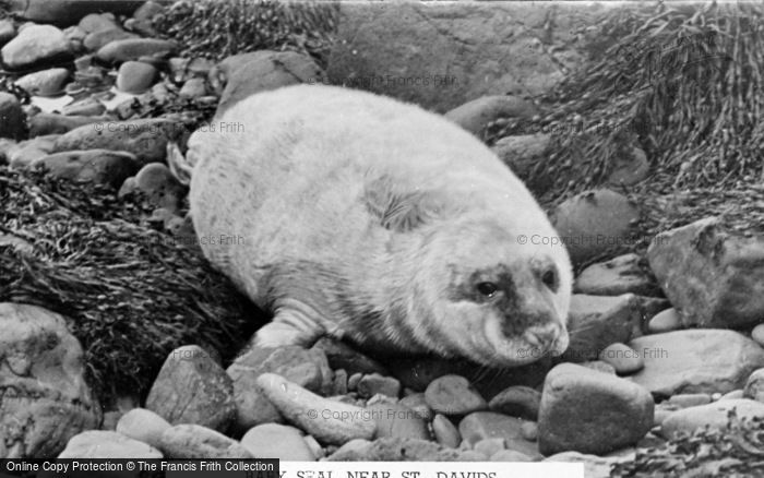 Photo of St Davids, Seal Pup c.1950