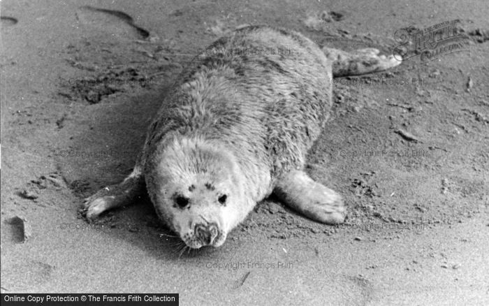 Photo of St Davids, Seal Pup c.1950