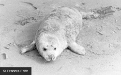 Seal Pup c.1950, St Davids