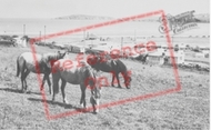 Poppit Caravan Site c.1965, St Dogmaels