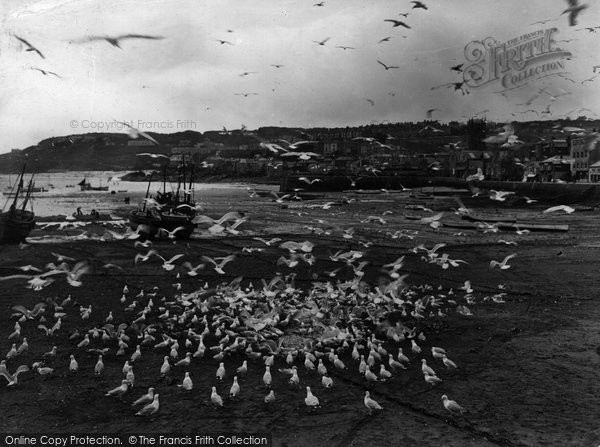 Photo of St Ives, Feeding Gulls 1927