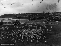 Feeding Gulls 1927, St Ives