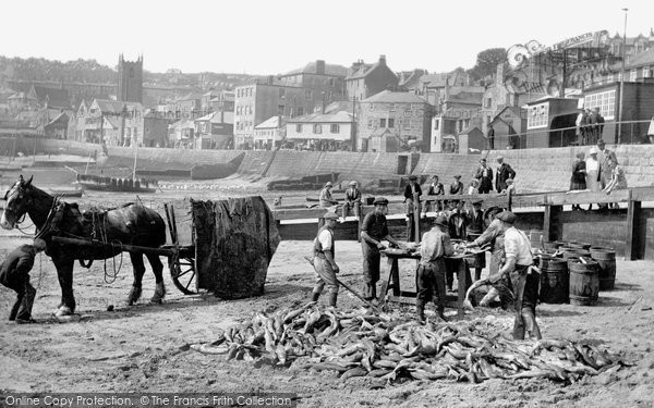 Photo of St Ives, Harbour, Cleaning The Fish 1925