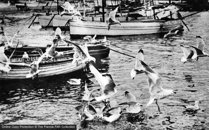 Photo of St Ives, Seagulls In The Harbour c.1910
