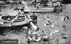 Seagulls In The Harbour c.1910, St Ives