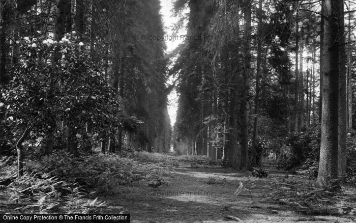 Photo of St Leonards Forest, 1927