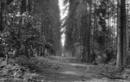 St Leonards Forest, 1927, St Leonard's Forest