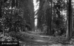 St Leonards Forest, 1927, St Leonard's Forest