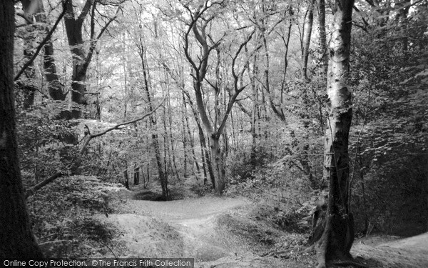 Photo of St Leonards Forest, 2004