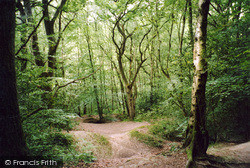 St Leonards Forest, 2004, St Leonard's Forest
