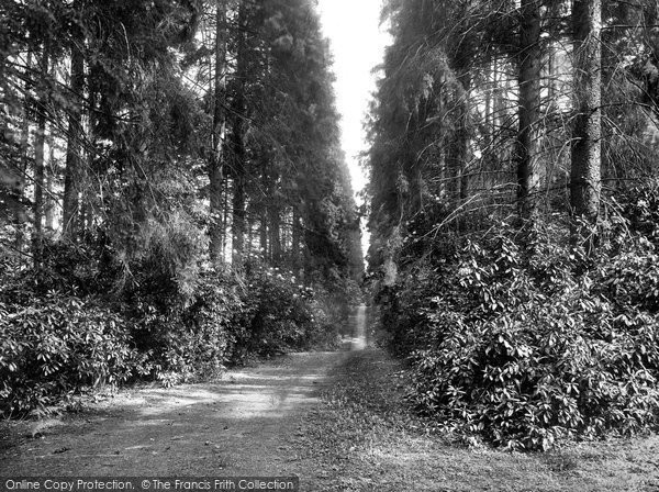 Photo of St Leonards Forest, Church Path, Holmbush 1927