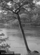 St Leonards Forest, Off Funace Pond c.1930, St Leonard's Forest